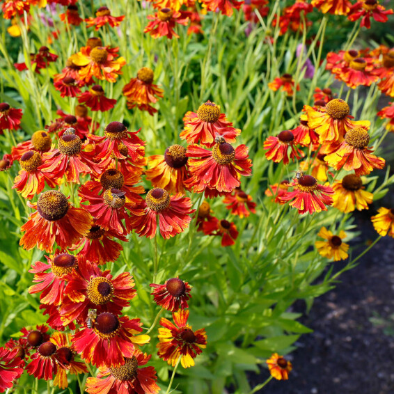 Гелениум гибридный 'Moerheim Beauty' - 9