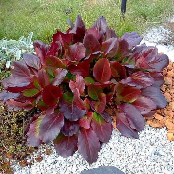 Бадан серцелистий 'Winterglut' - 4