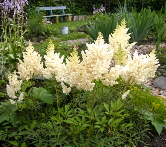 Астільба Арендса 'Weisse Gloria' - 5