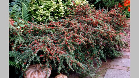 Коралловое чудо осеннего сада