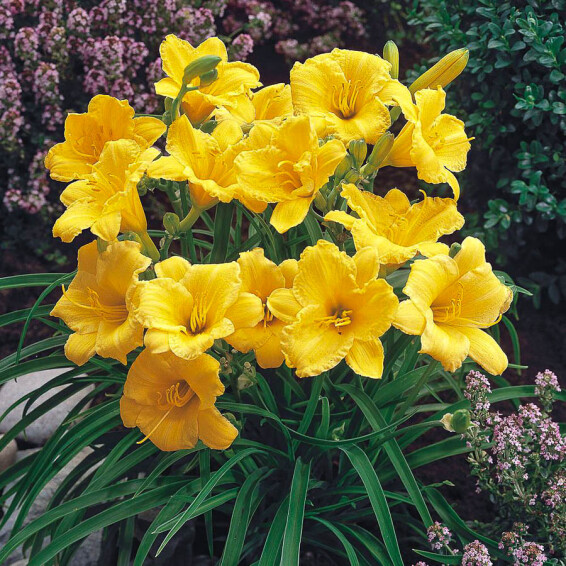 Лилейник 'Stella d'Oro' - 1