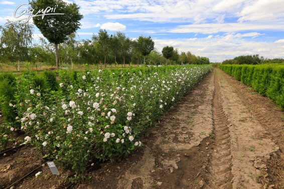 Гибискус сирийский 'French Cabaret Pastel'® #4, WRB - на штамбе - 7