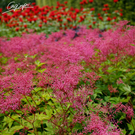 Лабазник в'язолистий 'Kahome' - 1