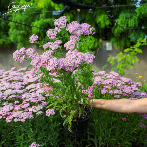 Деревій Tutti Frutti 'Pink Grapefruit' ®, p9 - - 1 Деревій Tutti Frutti 'Pink Grapefruit' ®, p9 - - 1