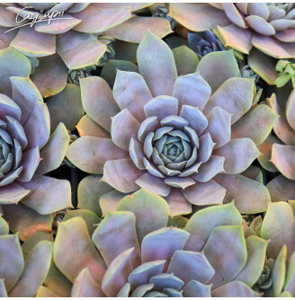 Молодило сизе