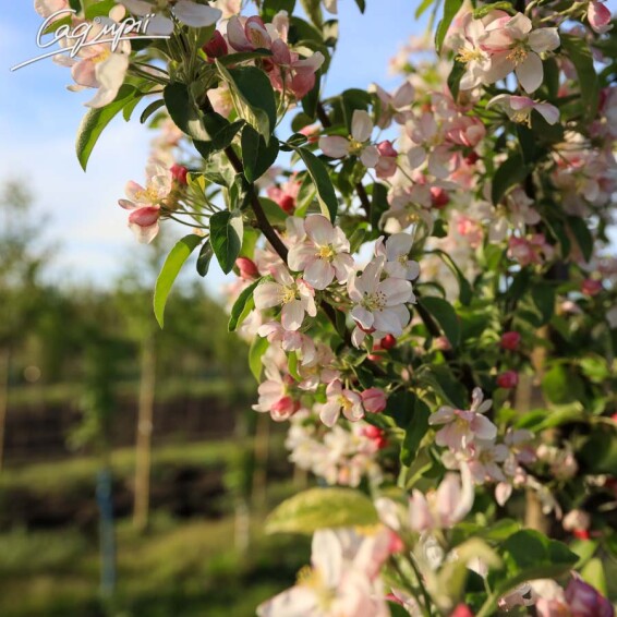 Яблоня 'Golden Hornet' - 5 Яблоня 'Golden Hornet' - 5