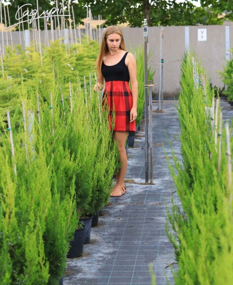 Можжевельник виргинский 'Canaertii' #4, C14 125-150 - 1