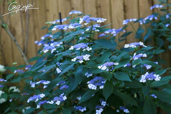 Гортензия крупнолистная 'Bluebird' - 2