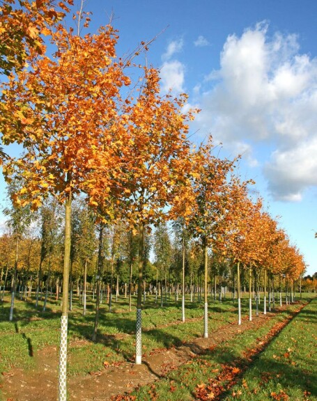 Клен остролистный 'Deborah' - 6