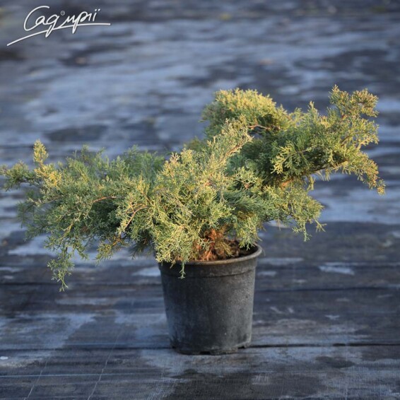 Можжевельник средний 'Pfitzeriana Glauca' - 6