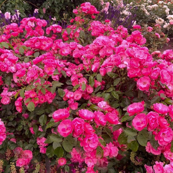 Роза бордюрная 'Angela' #1, C7 - - 9