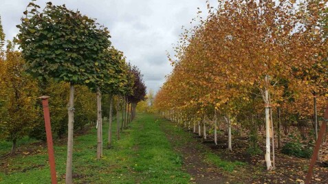 Береза гималайская 'Doorenbos' - надежное и красивое декоративное дерево