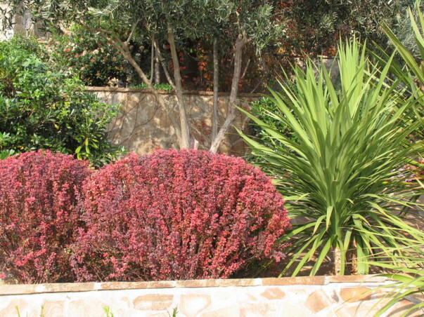 Такі різні барбариси