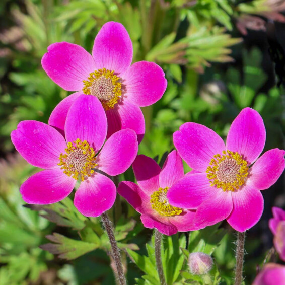 Анемона гібридна 'Spring Beauty Pink®' #1, ГК - - 3