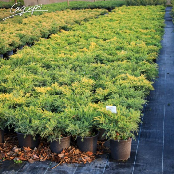 Можжевельник средний 'Gold Coast' - 4