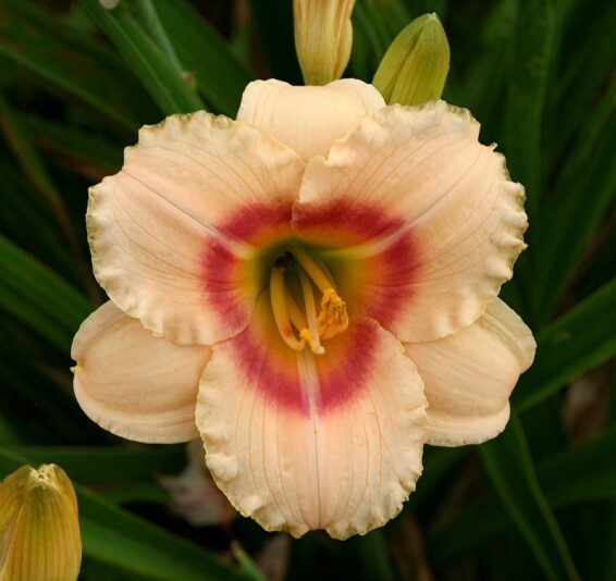 Лілейник 'Siloam Virginia Henson' - 1