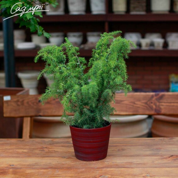 Можжевельник обыкновенный 'Jako' - 1