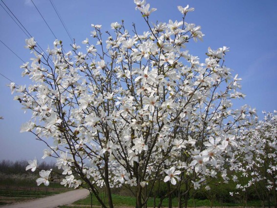 Магнолия кобус, WRB кущ - 300-350 - - 4