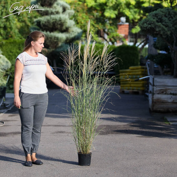 Міскантус китайський 'Gracillimus', C3 - - 1