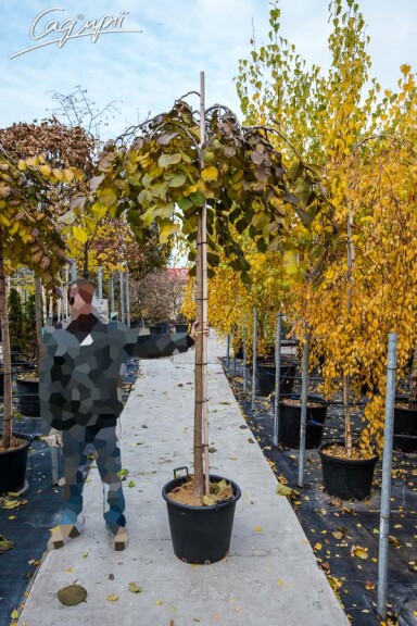 В'яз шорсткий 'Camperdownii' #2, WRB 30--35 250-300 St. 200-225 - 1