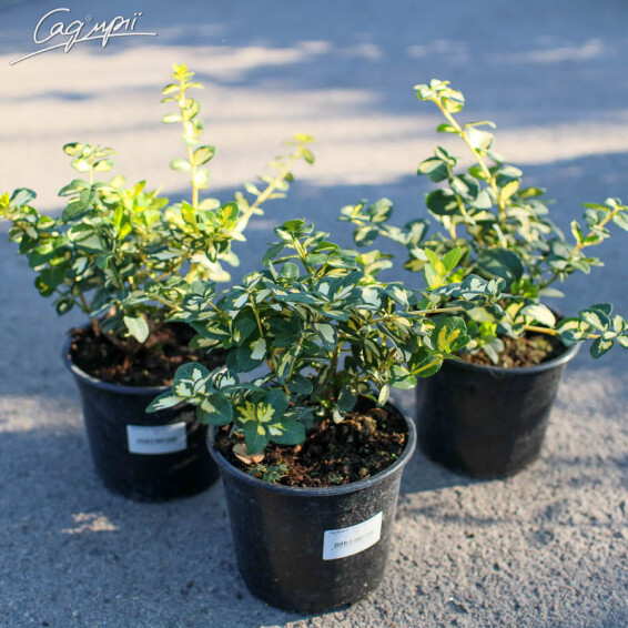 Бересклет форчуна 'Blondy', Р9 - - 3