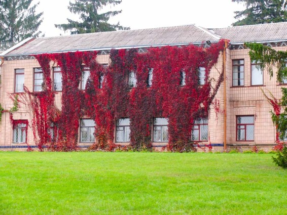 Виноград дівочий 'Engelmannii' - 2