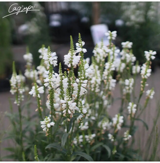 Фізостегія віргінська 'Alba'