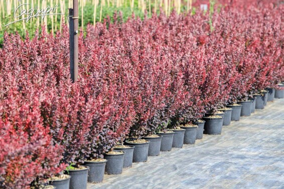 Барбарис Тунберга 'Red Rocket' #1, p9 20-30 - 1