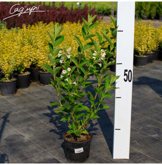 Вейгела 'Candida'