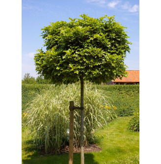 Дуб болотний 'Green Dwarf'