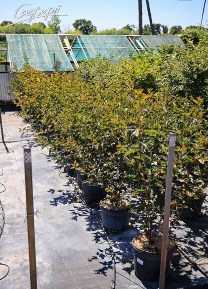 Пухироплідник калинолистний 'Red Baron' - 3