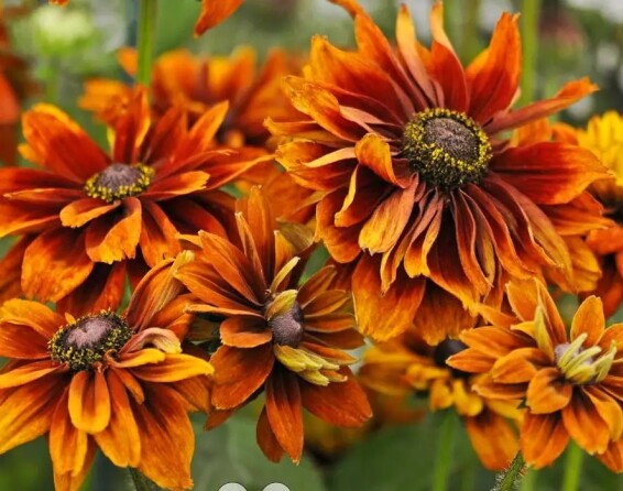 Рудбекия волосистая 'Cherokee Sunset' - 6