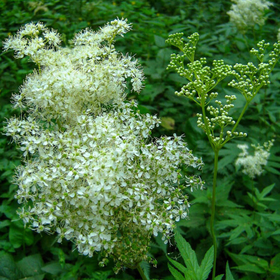 Лабазник пурпурный 'Elegans' - 4 Лабазник пурпурный 'Elegans' - 4