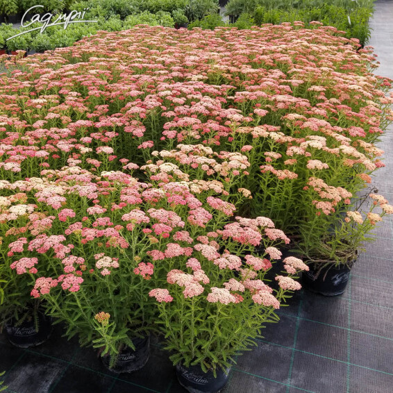 Деревій 'Apricot Delight', C2 - - 5 Деревій 'Apricot Delight', C2 - - 5