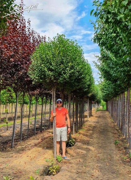 Вишня шаровидная 'Umbraculifera' - 5