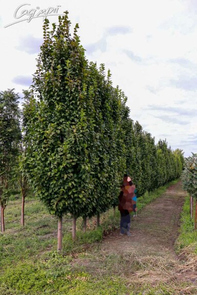 Граб обыкновенный 'Lucas' #4, WRB 10--12 400+ без штамбу - 2 Граб обыкновенный 'Lucas' #4, WRB 10--12 400+ без штамбу - 2