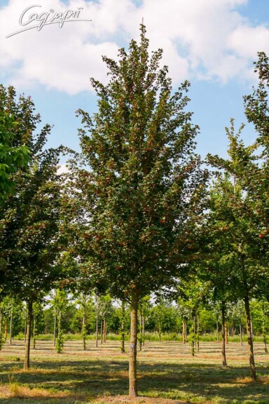 Клен полевой 'Red Shine' #7, WRB 20--25 400-450 St. 180-200 - 2