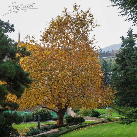 Платан кленолистный #13, WRB 18--20 700+ St. 160-180 - 12