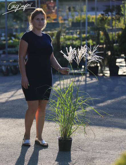 Мискантус китайский 'Herman Mussel', C3 - - 2