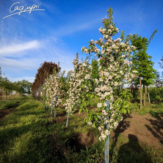 Яблоня 'Golden Hornet' - 6 Яблоня 'Golden Hornet' - 6