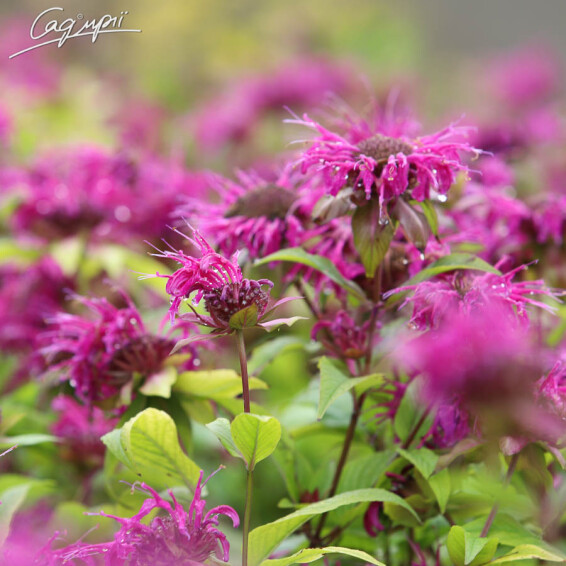 Монарда гибридная 'On Parade' - 2