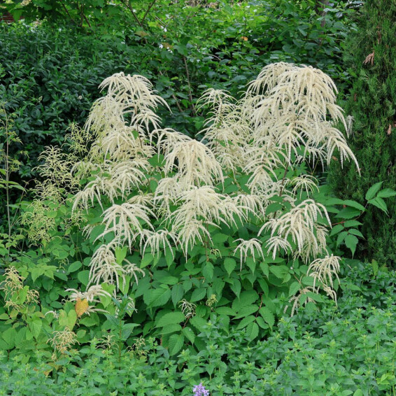 Арункус китайський ‘Zweiweltenkind’ - 3