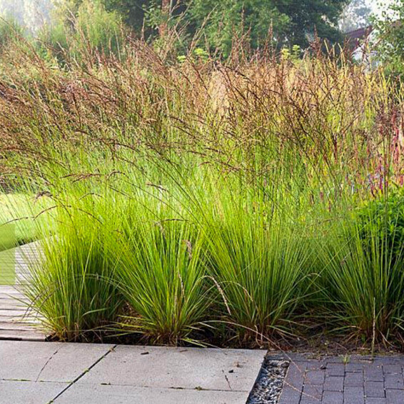 Молінія голуба 'Edith Dudszus' - 1