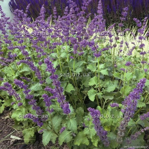 Шавлія кільчаста 'Purple Rain' - 1 Шавлія кільчаста 'Purple Rain' - 1