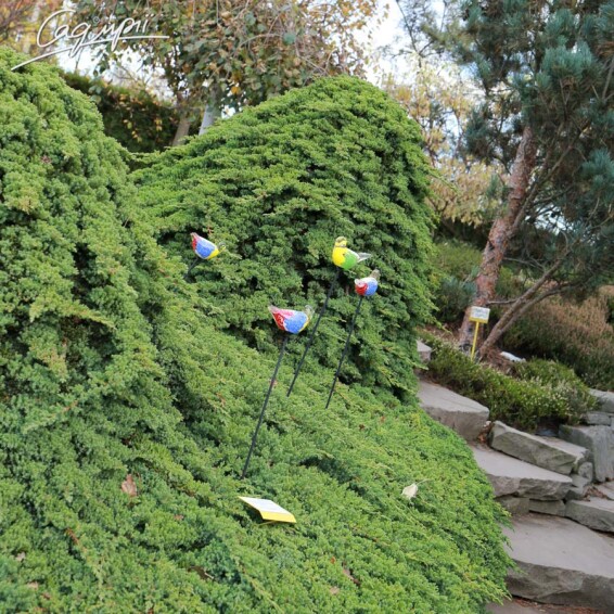 Ялівець лежачий 'Nana' - 8