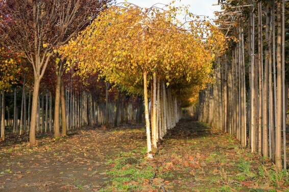 Береза плакуча 'Youngii', кореневласна - 5