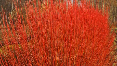 Отличное растение для Вашего сада: Свидина белая Elegantissima