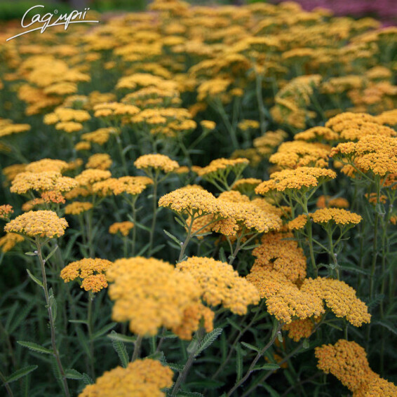 Тысячелистник таволговый 'Coronation Gold' - 6 Тысячелистник таволговый 'Coronation Gold' - 6