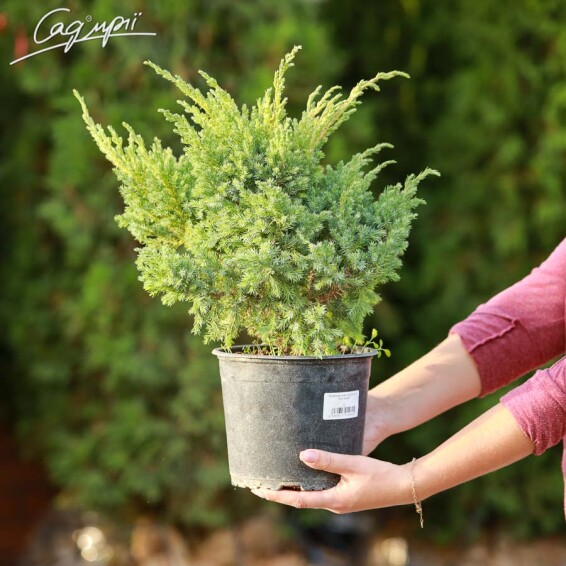 Можжевельник чешуйчатый 'Blue Swede' - 1