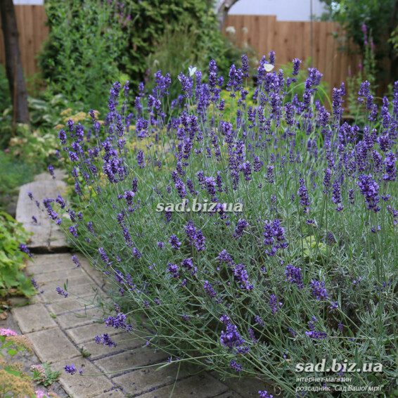 Лаванда узколистная 'Hidcote' - 3